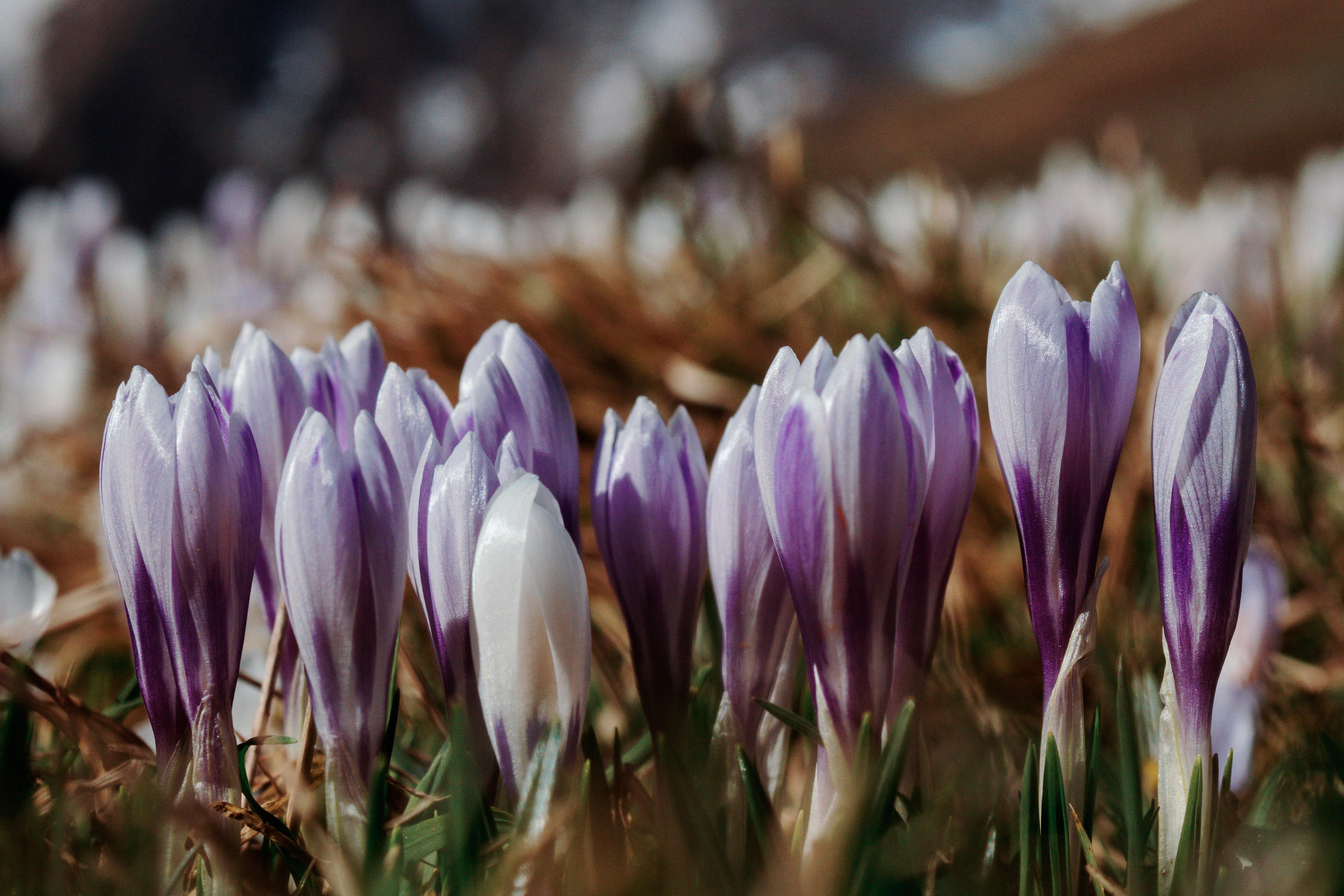 ARNA Innovation | Premium Persian Saffron | Fully Organic & Hand-Picked Experience the pinnacle of luxury with ARNA Innovation's authentic Persian saffron. 100% organic, meticulously hand-picked, and globally sourced for unrivaled aroma, purity, and vibrant color.