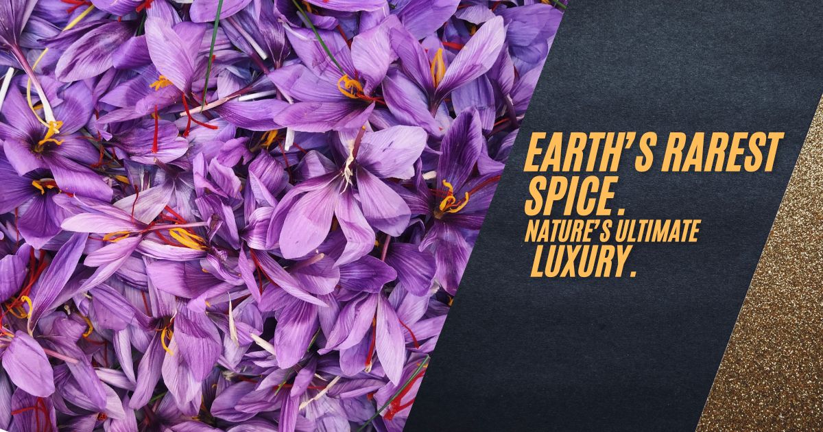 Indulge in the unmatched aroma, vibrant color, and rich flavor of our ultra-premium, ethically sourced Grade A saffron. Elevate your culinary masterpieces today.